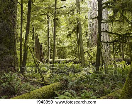 Stock Image - Cathedral Grove; British Columbia Canada. Fotosearch