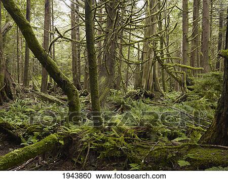 Stock Image - Cathedral Grove; British Columbia Canada. Fotosearch