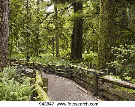 Stock Photo - Cathedral Grove; British Columbia Canada. Fotosearch