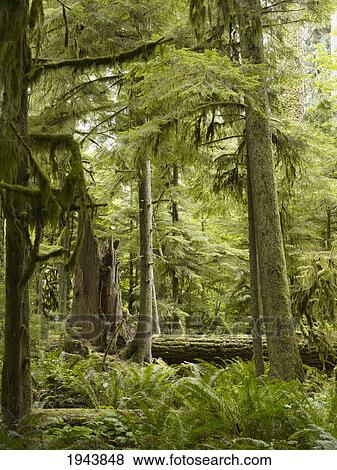 Stock Photo - Cathedral Grove; British Columbia Canada. Fotosearch