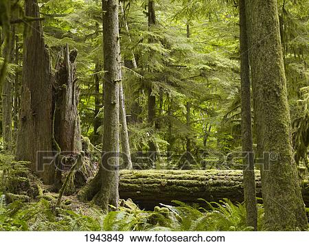 Stock Photo - Cathedral Grove; British Columbia Canada. Fotosearch