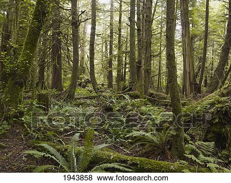 Cathedral Grove; British Columbia Canada View Large Photo Image Stock Photo - Cathedral Grove; British Columbia Canada. Fotosearch