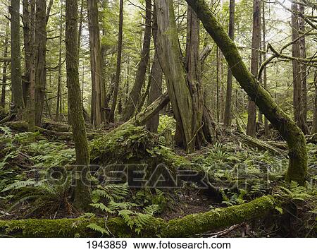 Stock Photo - Cathedral Grove; British Columbia Canada. Fotosearch