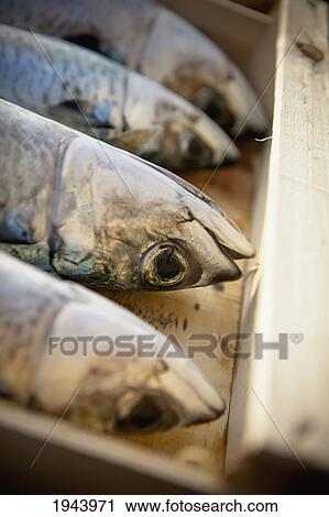 Caught Fish In A Wooden Box; Camogli Liguria Italy View Large Photo Image Stock Image - Caught Fish In A Wooden Box; Camogli Liguria Italy. Fotosearch