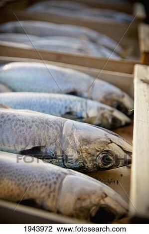 Stock Image - Caught Fish In A Wooden Box; Camogli Liguria Italy. Fotosearch