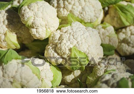 cauliflower; berkeley california united states of america View Large Photo Image Stock Photo - cauliflower; berkeley california united states of america. Fotosearch
