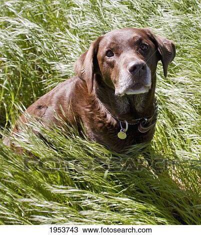 Stock Image - chocolate labrador retriever; newbrough northumberland england. Fotosearch