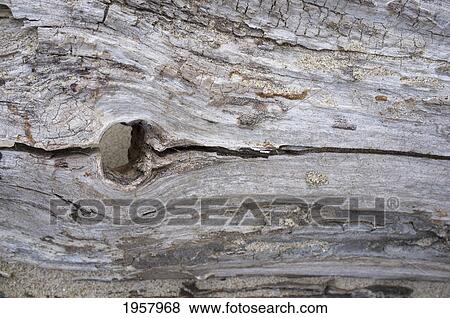 close-up of a dried log; northumberland england View Large Photo Image Stock Photo - close-up of a dried log; northumberland england. Fotosearch