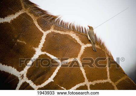 Stock Image - Close-Up Of A Giraffe With A Bird Sitting On It's Back; Samburu Kenya. Fotosearch