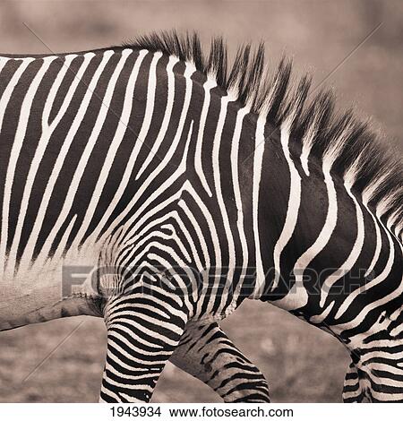 Close-Up Of A Zebra; Kenya View Large Photo Image Picture - Close-Up Of A Zebra; Kenya. Fotosearch