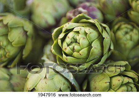 close-up of an artichoke; berkeley california united states of america View Large Photo Image Stock Photograph - close-up of an artichoke; berkeley california united states of america. Fotosearch