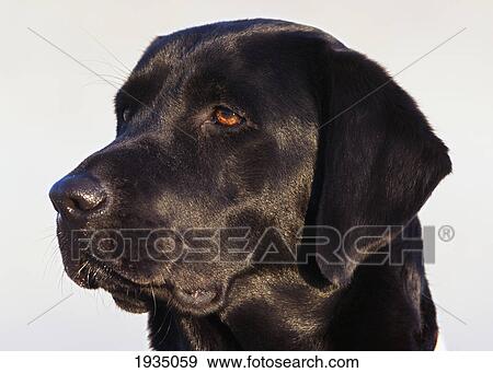 Close-Up Of Black Labrador Retriever View Large Photo Image Stock Photo - Close-Up Of Black Labrador Retriever. Fotosearch