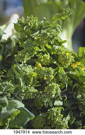 Picture - close-up of broccoli rabe; berkeley california united states of america. Fotosearch