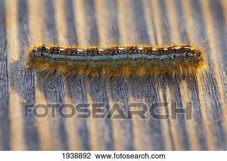 Close-Up Of Colorful Caterpillar Crawling On Wood Surface; Ukiah California Usa View Large Photo Image Stock Image - Close-Up Of Colorful Caterpillar Crawling On Wood Surface; Ukiah California Usa. Fotosearch