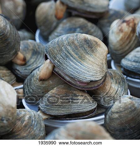 Stock Image - Close-Up Of Fresh Clams In Fish Market; Busan Korea. Fotosearch