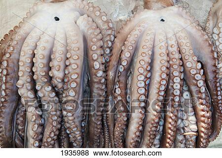 Close-Up Of Fresh Octopus In Fish Market; Busan Korea View Large Photo Image Stock Photo - Close-Up Of Fresh Octopus In Fish Market; Busan Korea. Fotosearch