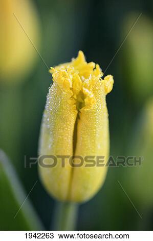 Stock Image - Close-Up Of Frost On Closed Yellow Tulip At Wooden Shoe Tulip Farm; Woodburn Oregon. Fotosearch