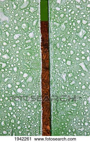 Stock Image - Close-Up Of Frost On Picnic Table At Wooden Shoe Tulip Farm; Woodburn Oregon. Fotosearch