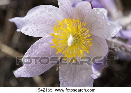 Stock Photography - Close Up Of The Inside Of A Prairie Crocus With Water Droplets; Calgary Alberta Canada. Fotosearch