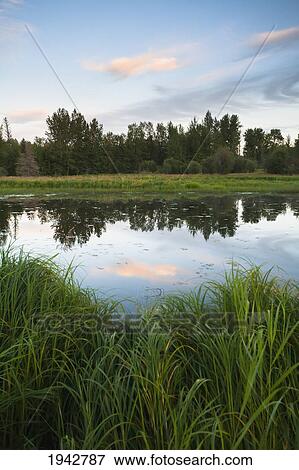 Clouds Reflected In A Pond At Sunset; Drayton Valley Alberta Canada View Large Photo Image Stock Photo - Clouds Reflected In A Pond At Sunset; Drayton Valley Alberta Canada. Fotosearch