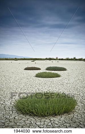 Stock Image - Clumps Of Grass Growing Through Cracked Earth; New Zealand. Fotosearch