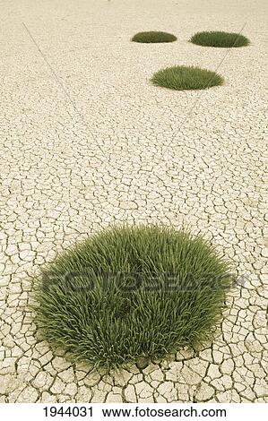Clumps Of Grass Growing Through Cracked Earth; New Zealand View Large Photo Image Stock Image - Clumps Of Grass Growing Through Cracked Earth; New Zealand. Fotosearch