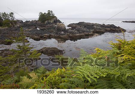 Coastal Scenery Along The Wild Pacific Trail; Ucluelet, Vancouver Island, British Columbia, Canada View Large Photo Image Stock Image - Coastal Scenery Along The Wild Pacific Trail; Ucluelet, Vancouver Island, British Columbia, Canada. Fotosearch