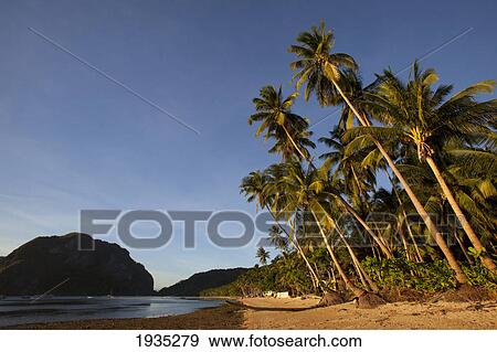 Stock Photo - Coconut Palm Trees At Sunset Along The Beach In Corong Corong, Near El Nido; Bacuit Archipelago, Palawan, Philippines. Fotosearch