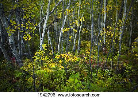 Stock Photograph - Colorful Autumn Leaves In A Poplar Forest; Edmonton Alberta Canada. Fotosearch