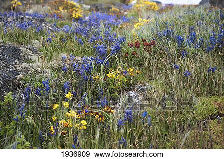 Colorful Wildflowers; Trail Island British Columbia Canada View Large Photo Image Stock Photo - Colorful Wildflowers; Trail Island British Columbia Canada. Fotosearch