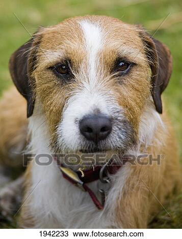 Stock Image - Content Dog Laying On The Grass; Pooley Bridge Cumbria England. Fotosearch