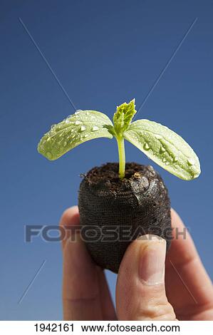 Cucumber Seedling With Water Droplets Held Up With Fingers And A Blue Sky Background; Calgary Alberta Canada View Large Photo Image Stock Image - Cucumber Seedling With Water Droplets Held Up With Fingers And A Blue Sky Background; Calgary Alberta Canada. Fotosearch