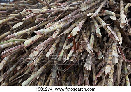 Picture - Cut Sugarcane Stalks Stacked Up Near Bias City; s Island, Philippines. Fotosearch