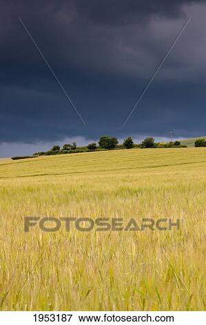 Stock Photo - dark storm clouds above a field; scottish borders scotland. Fotosearch