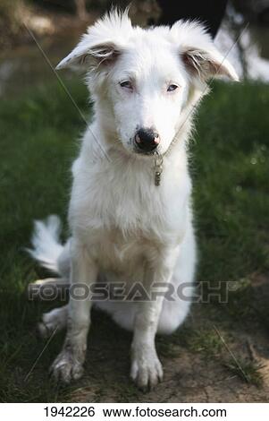Stock Photograph - Deaf Collie Puppy Posing; Pooley Bridge Cumbria England. Fotosearch