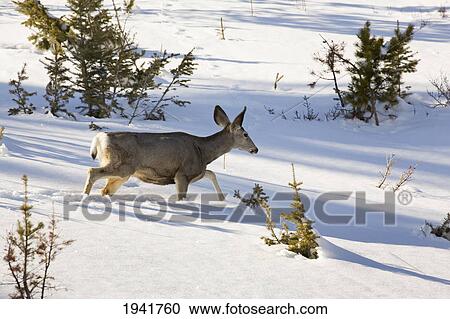 Stock Image - Deer Crossing Snowy Field; Waterton Alberta Canada. Fotosearch