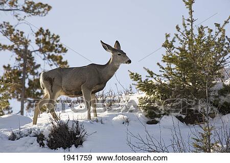 Deer On Snowy Hillside; Waterton Alberta Canada View Large Photo Image Stock Photo - Deer On Snowy Hillside; Waterton Alberta Canada. Fotosearch