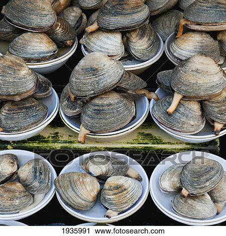 Display Of Fresh Clams In Fish Market; Busan Korea View Large Photo Image Stock Image - Display Of Fresh Clams In Fish Market; Busan Korea. Fotosearch