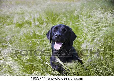 Picture - dog laying in long grass; newbrough northumberland england. Fotosearch