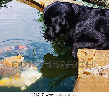 Stock Photo - dog looking at fish in the water; newbrough northumberland england. Fotosearch