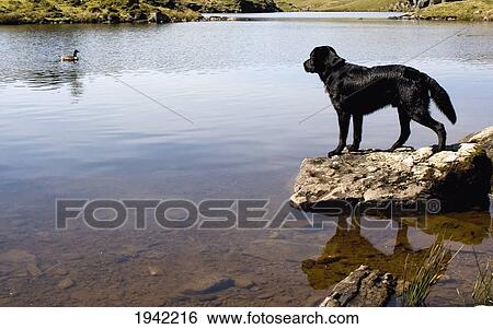 Stock Photograph - Dog Looking At Goose At Angle Tarn; Lake District Cumbria England. Fotosearch