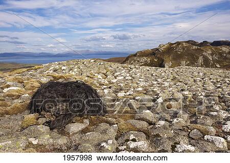 Stock Photo - dog sleeping on pitchstone lava ridge; isle of eigg small isles scotland. Fotosearch
