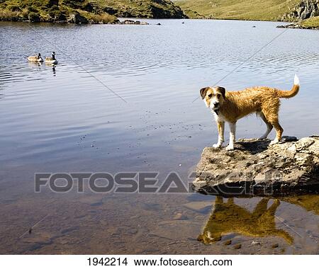Dog Standing On A Rock In Angle Tarn; Lake District Cumbria England View Large Photo Image Picture - Dog Standing On A Rock In Angle Tarn; Lake District Cumbria England. Fotosearch