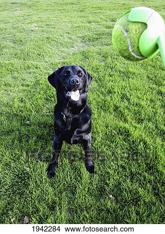 Picture - Dog Waiting For A Ball To Be Thrown From The Tosser; Pooley Bridge Cumbria England. Fotosearch