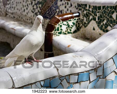 Dove On A Bench In Alicante Park; Alicante Spain View Large Photo Image Stock Image - Dove On A Bench In Alicante Park; Alicante Spain. Fotosearch