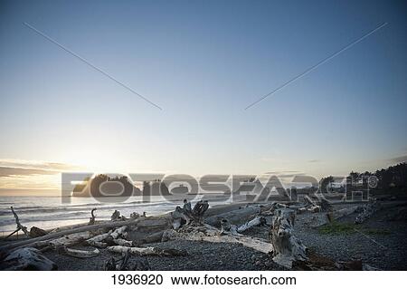 Driftwood On A Rocky Beach Along The Coast At Sunset; La Push Washington United States Of America View Large Photo Image Stock Image - Driftwood On A Rocky Beach Along The Coast At Sunset; La Push Washington United States Of America. Fotosearch