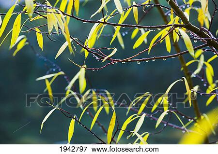 Stock Photo - Drops Of Water On Yellow Willow Leaves In Autumn; Jasper Alberta Canada. Fotosearch