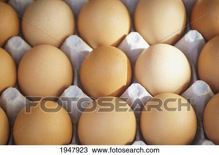 eggs in a carton; berkeley california united states of america View Large Photo Image Stock Image - eggs in a carton; berkeley california united states of america. Fotosearch