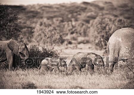 Picture - Elephants Walking In A Row; Samburu Kenya. Fotosearch
