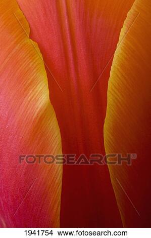 Extreme Close-Up Of Colorful Tulip Petals View Large Photo Image Picture - Extreme Close-Up Of Colorful Tulip Petals. Fotosearch